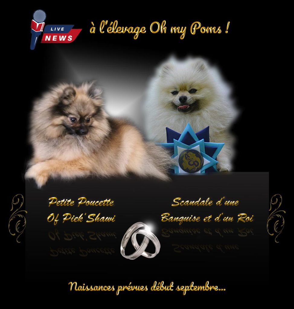 chiot Spitz allemand Oh My Poms