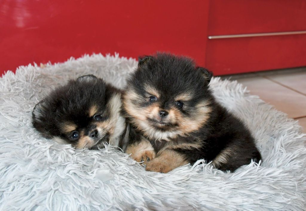 Oh My Poms - Chiot disponible  - Spitz allemand