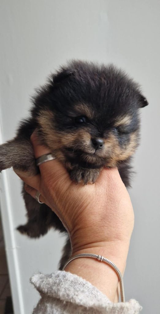 chiot Spitz allemand Oh My Poms