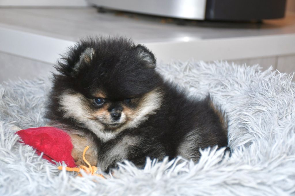 Oh My Poms - Chiot disponible  - Spitz allemand