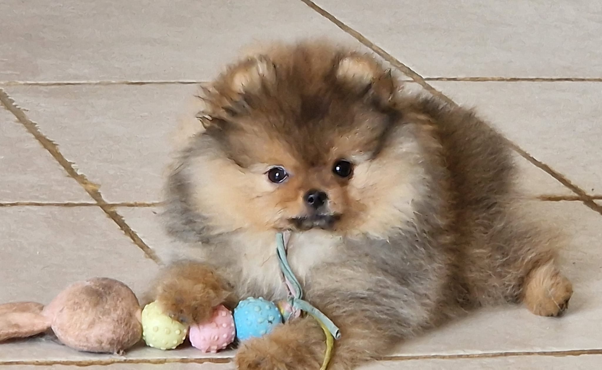 Oh My Poms