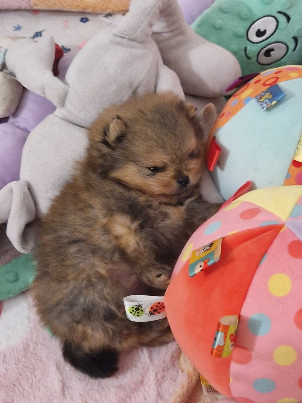 Chiot Spitz allemand Oh My Poms