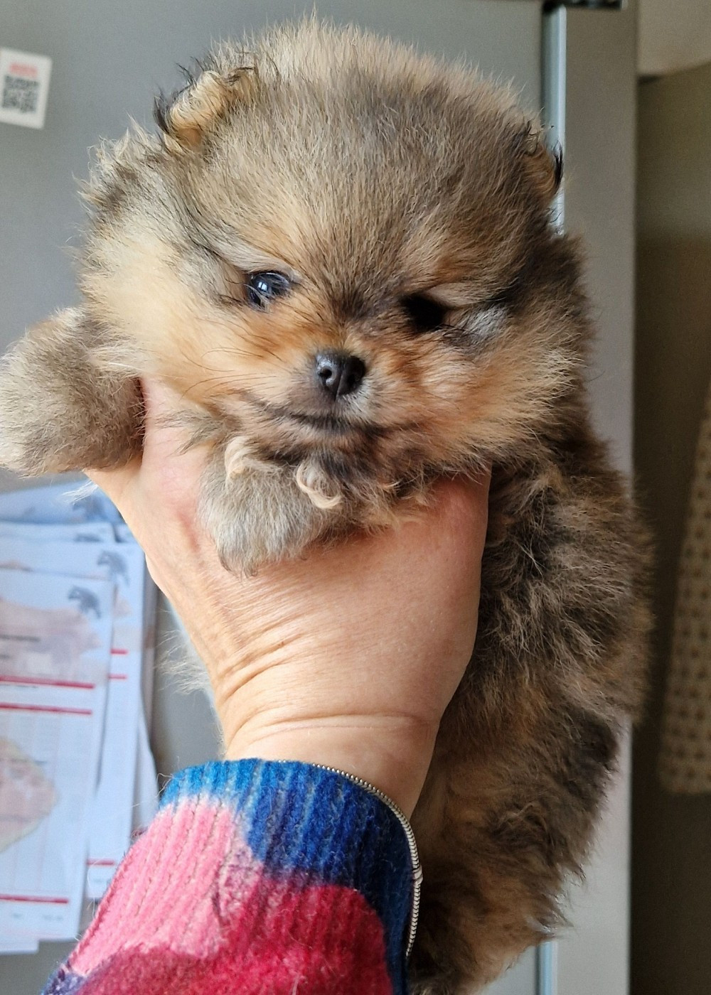 Chiot Spitz allemand Oh My Poms