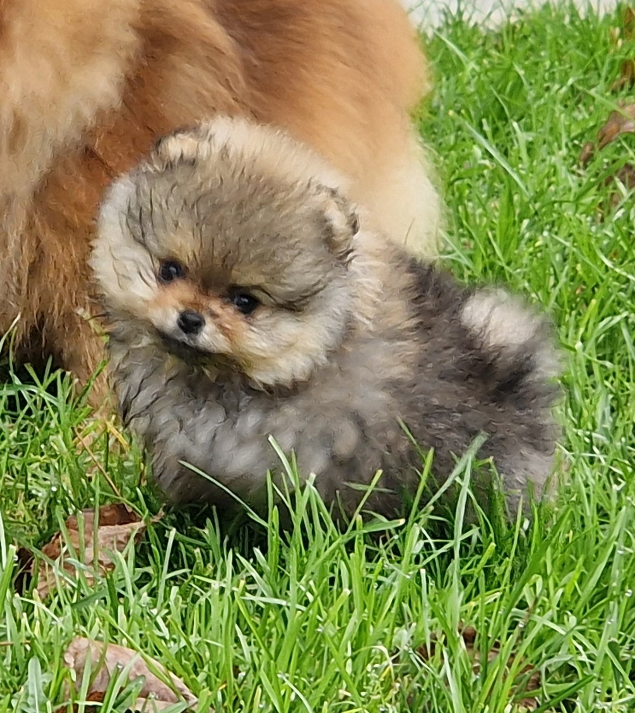 Oh My Poms - Chiots disponibles - Spitz allemand