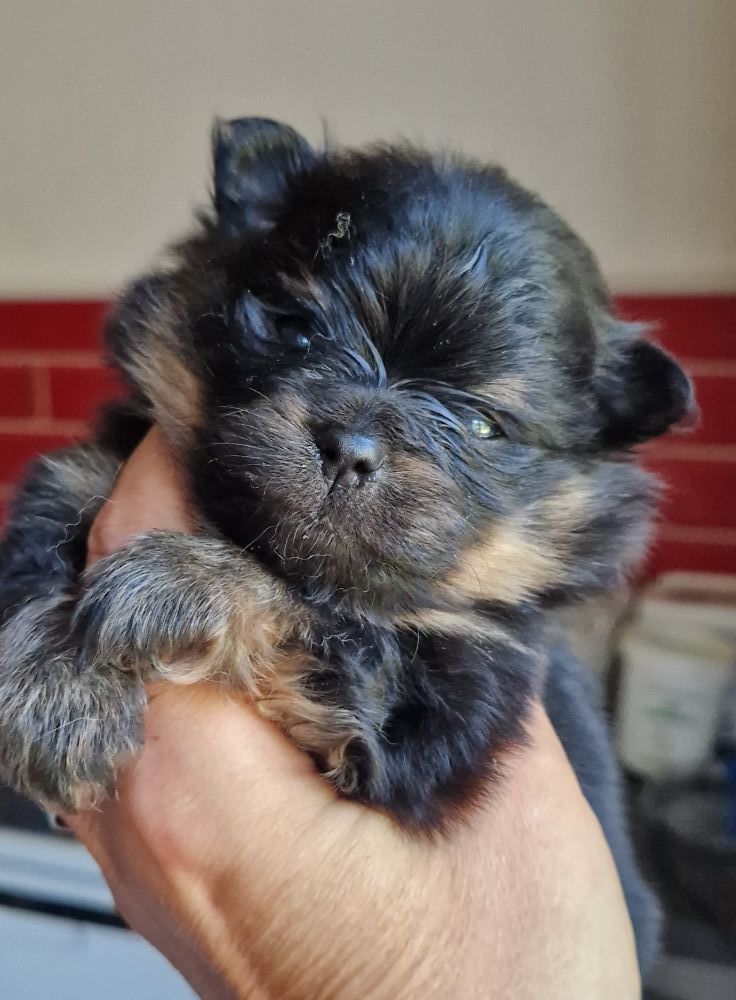 Oh My Poms - Chiots disponibles - Spitz allemand