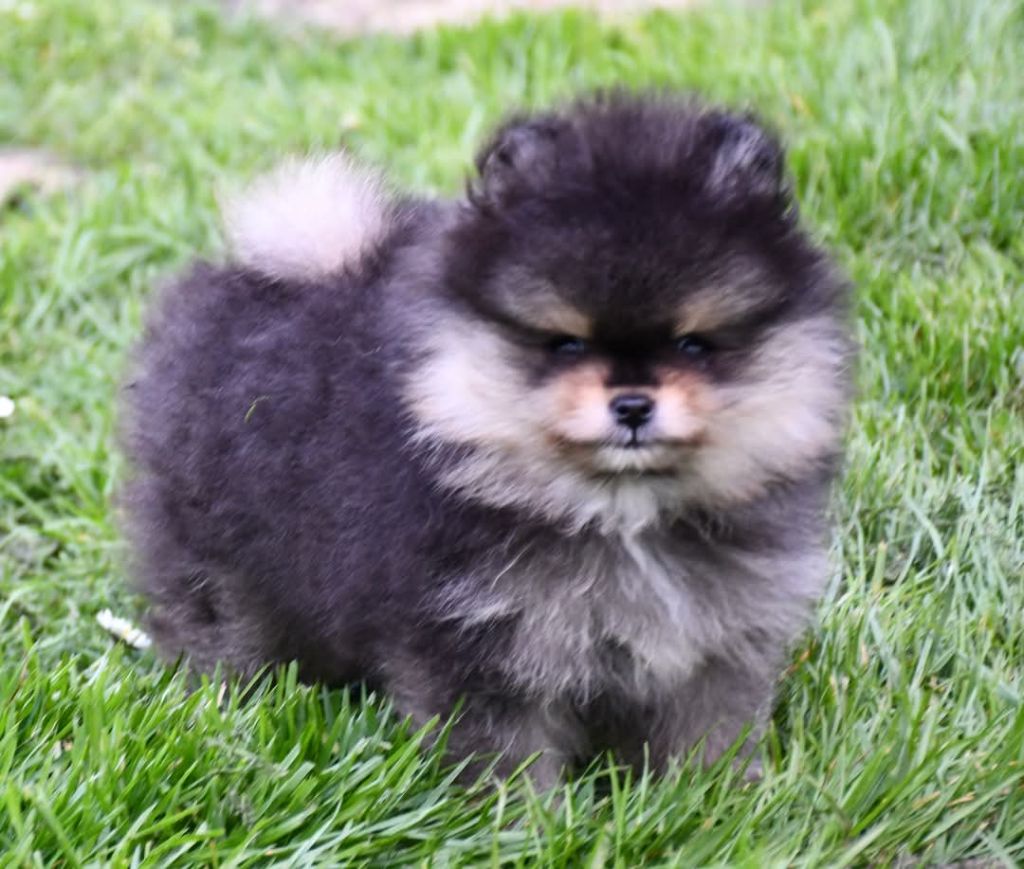 Oh My Poms - Spitz allemand - Portée née le 01/02/2025